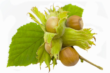 hazel nut