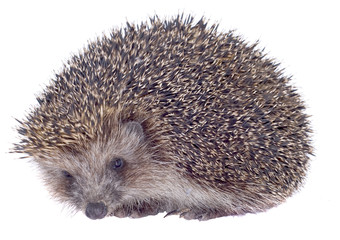 Hedgehog