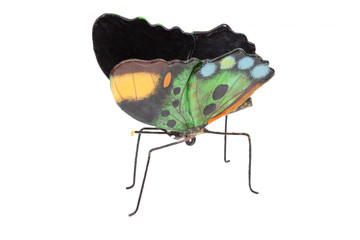 papillons © RomainQuéré