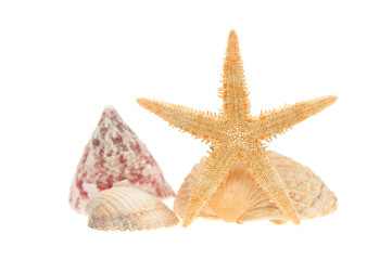 Fototapeta na wymiar sea shells and starfish isolated on white