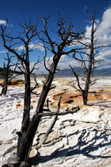 Mammoth Hot Spring in Yellowstone ©2009 GecoPhotography - 16288853