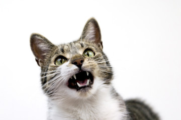 Obraz premium Meowing