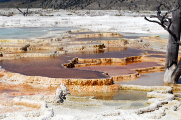 Mammoth hot spring, Yellowstone National Park - 16289058