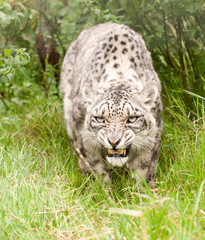 Snarling Snow Leopard