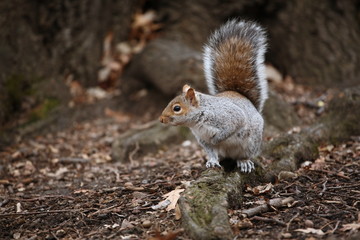 Naklejka na ściany i meble Cute squirrel in the Central Park, NYC