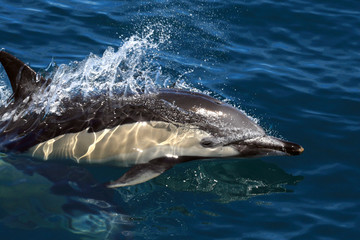 Obraz premium Common Dolphin Jumping