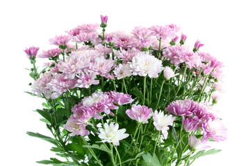 Lilac chrysanthemums