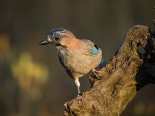 Arrendajo