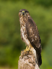 Milano negro encontrado en la desembocadura del rio Leza