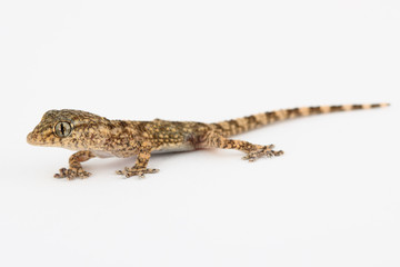 small lizard