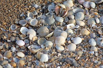 Muscheln am Strand