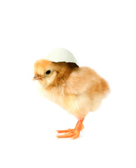 one chick on white background ..