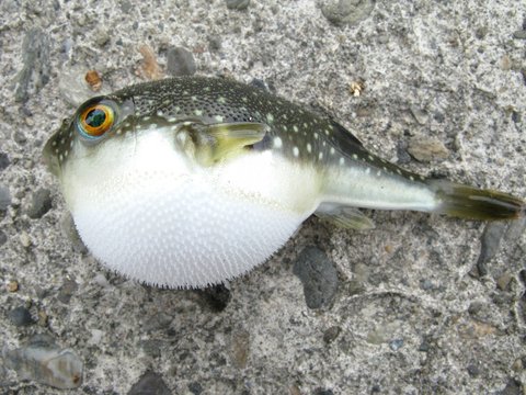 ふぐ
