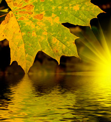 Autumn theme with leaf