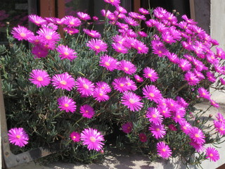 Fioritura