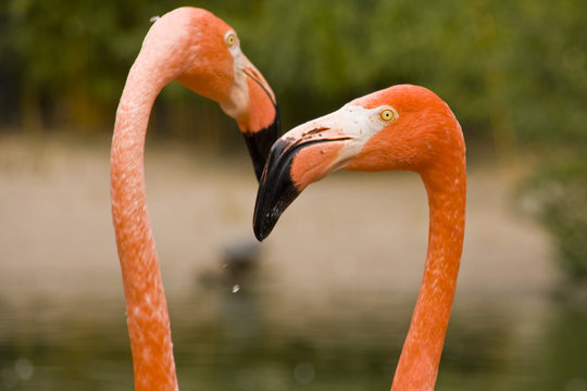 Fototapeta Flamingopaar