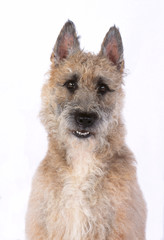 portrait de berger belge laekenois en studio sur fond blanc