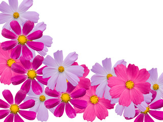 Camomile flowers decorative