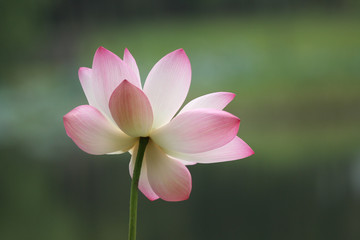Obraz premium waterlily