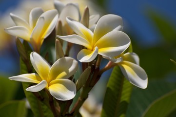 Obraz premium Frangipani