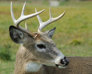 Whitetail deer