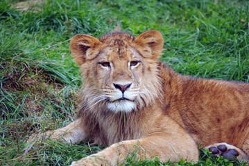 Obraz na płótnie Canvas Young male lion