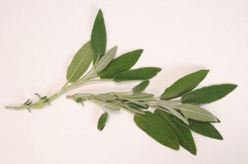 Leaves of Sage