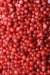 Red Currant Textured