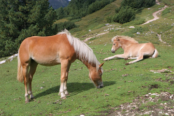 Fototapeta na wymiar koń w dolomitu