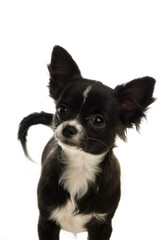 Chihuahua isolated on a white background