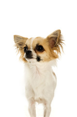 Chihuahua isolated on a white background
