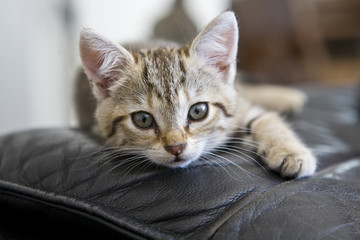 gros plan chaton sur un canap&eacute;
