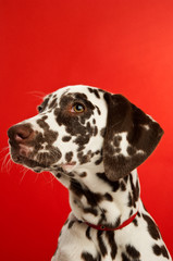 Dalmatian Puppy on a red background