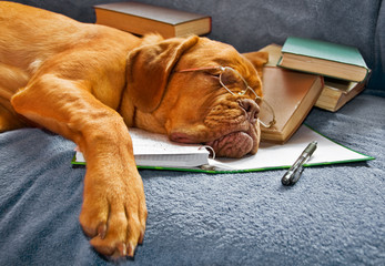 Dog Sleeping after Studying - obrazy, fototapety, plakaty