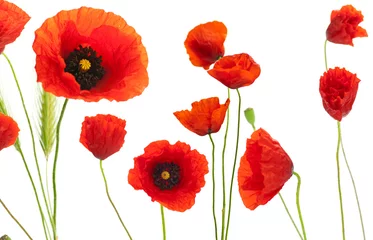 Wall murals Poppy red poppies over white background - floral design element