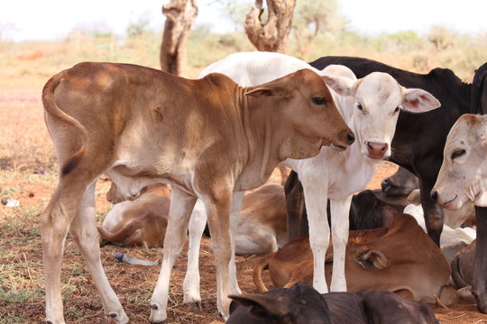 Vacche nel campo Masai in Kenia