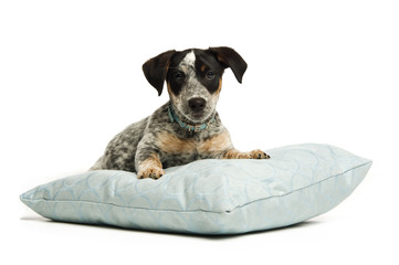 Terrier puppy isolated on a white background