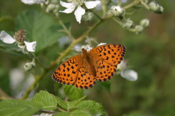 Obraz premium farfall