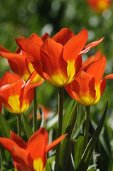 Tulpen