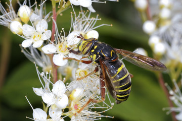 spilomyia longicornis