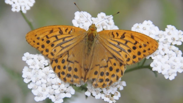 farfalla arancione 1