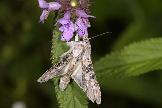 cucullia absinthii, wormwood