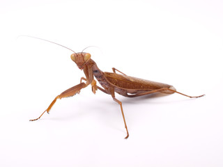Mantid