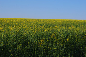 Obraz premium Rapsfeld