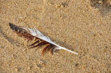 Plume dans le sable