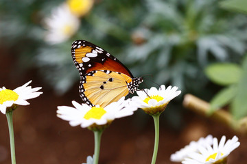 Danaus chrysippus - Plain Tiger 2