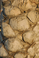 palm tree bark