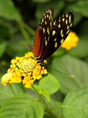 papillon exotique
