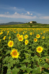 Sunflower field with a house