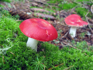 Speitäubling - sickener mushroom